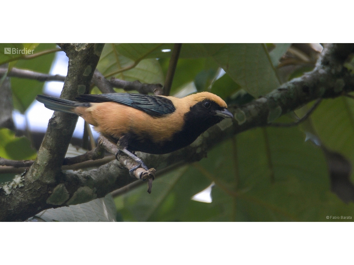 Stilpnia cayana