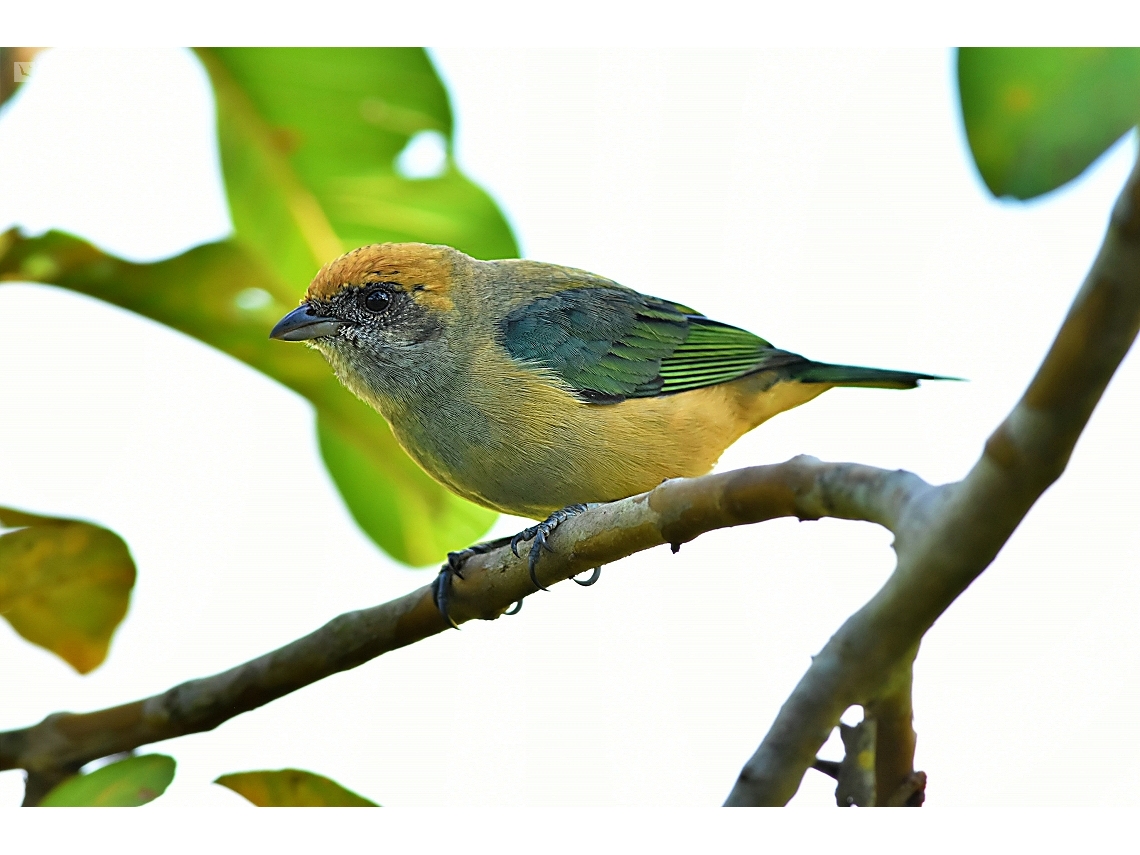 Stilpnia cayana