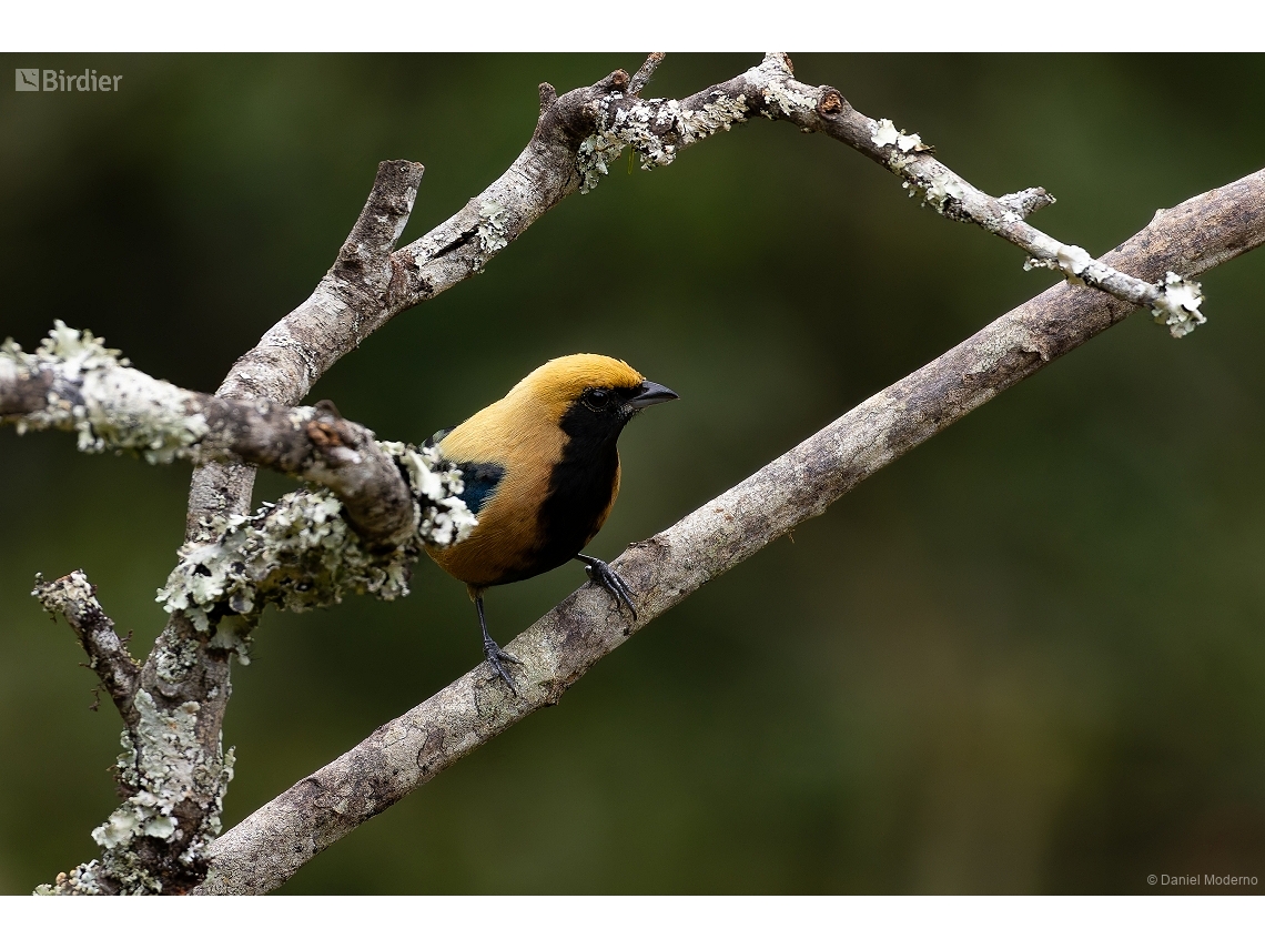Stilpnia cayana