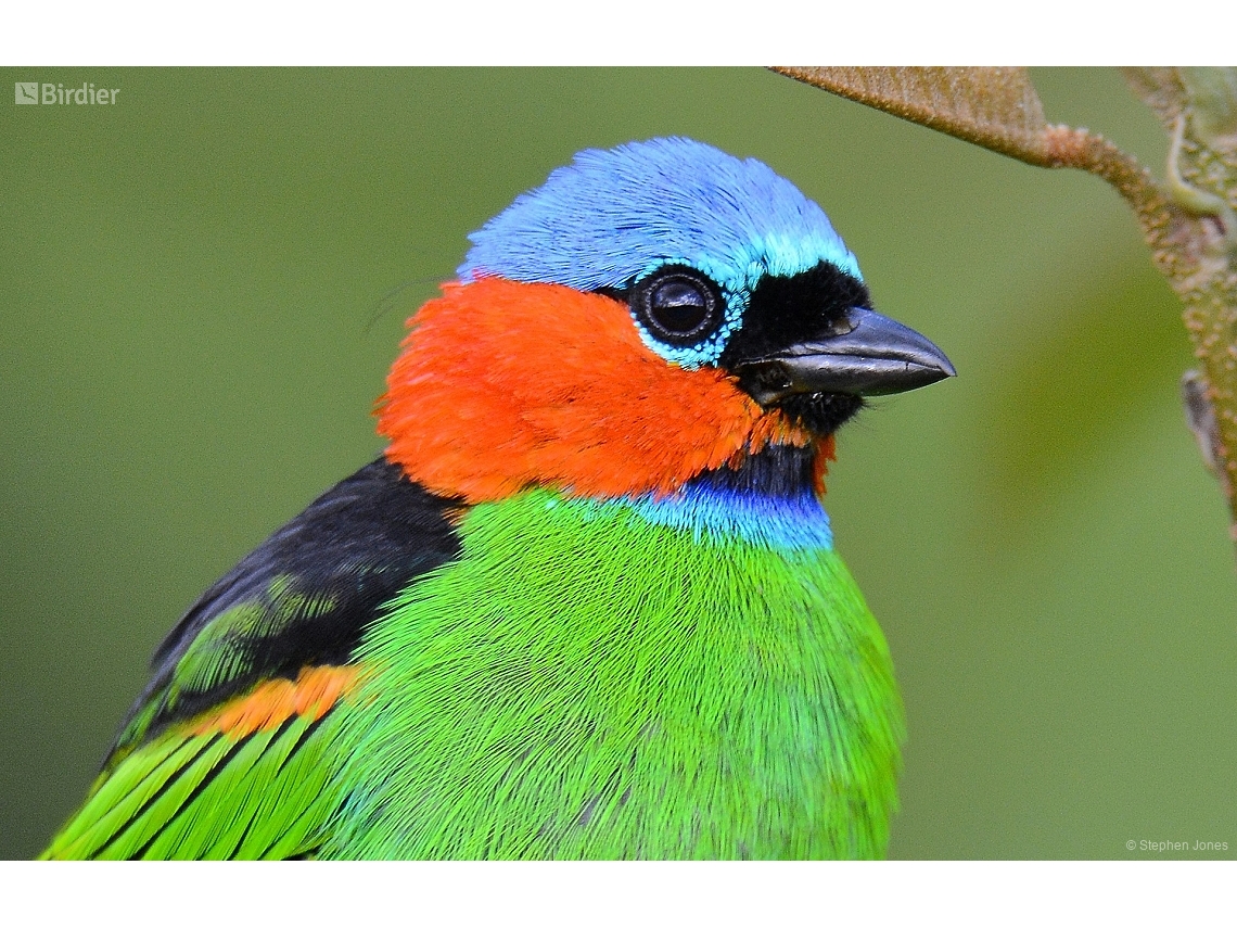 Tangara cyanocephala