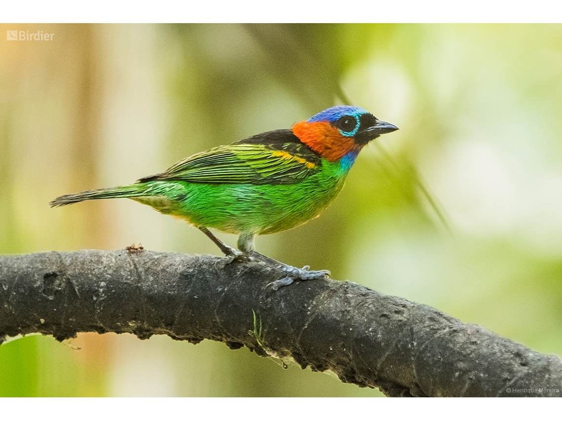 Tangara cyanocephala