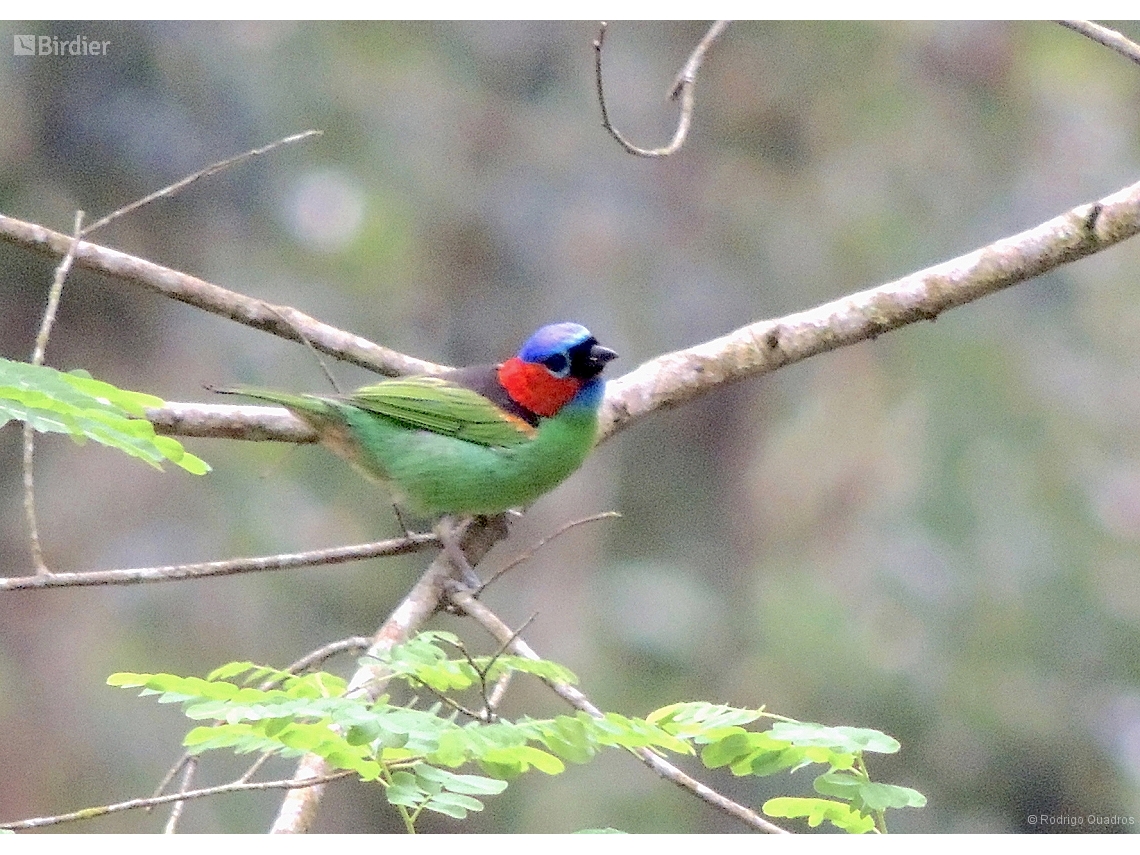 Tangara cyanocephala