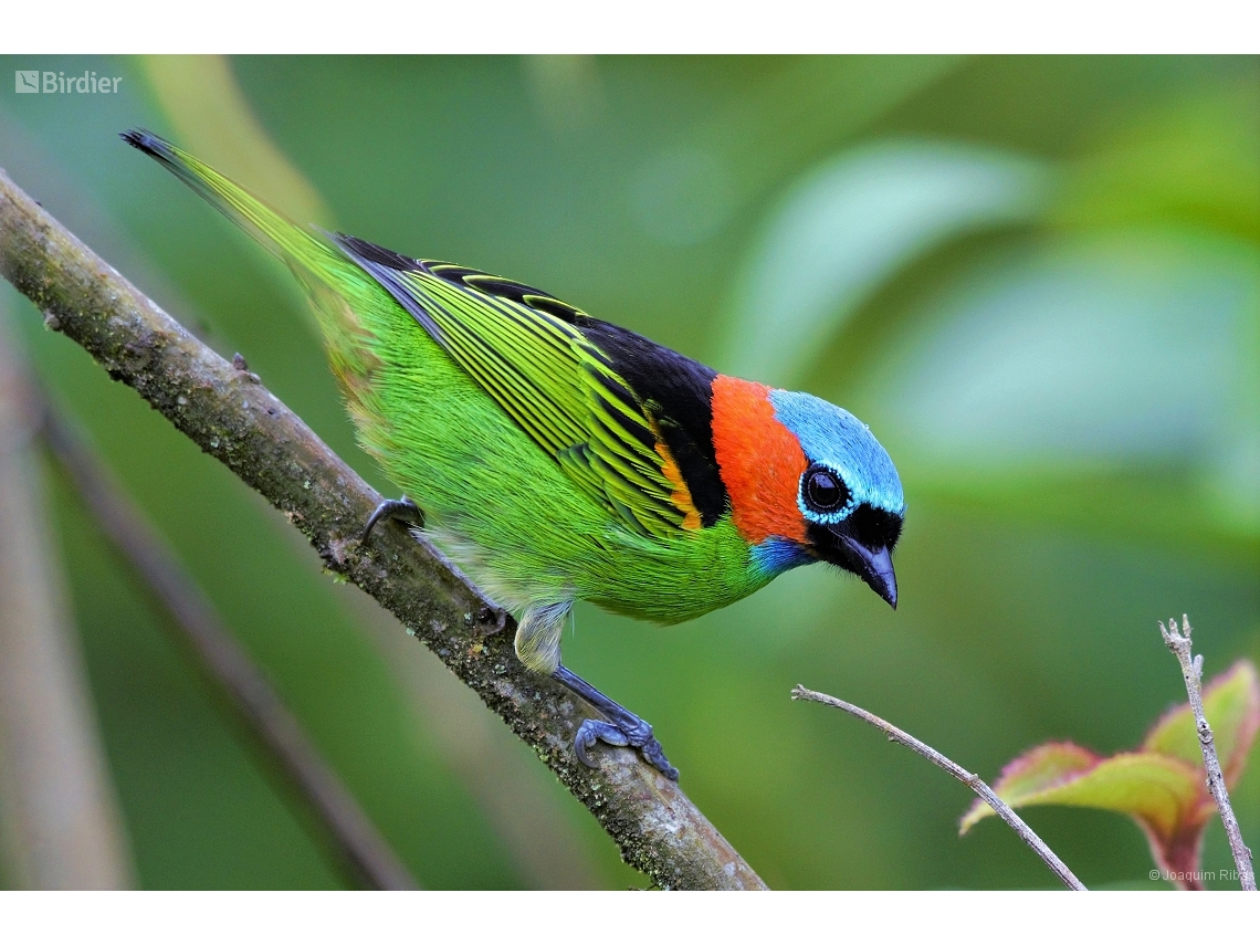 Tangara cyanocephala