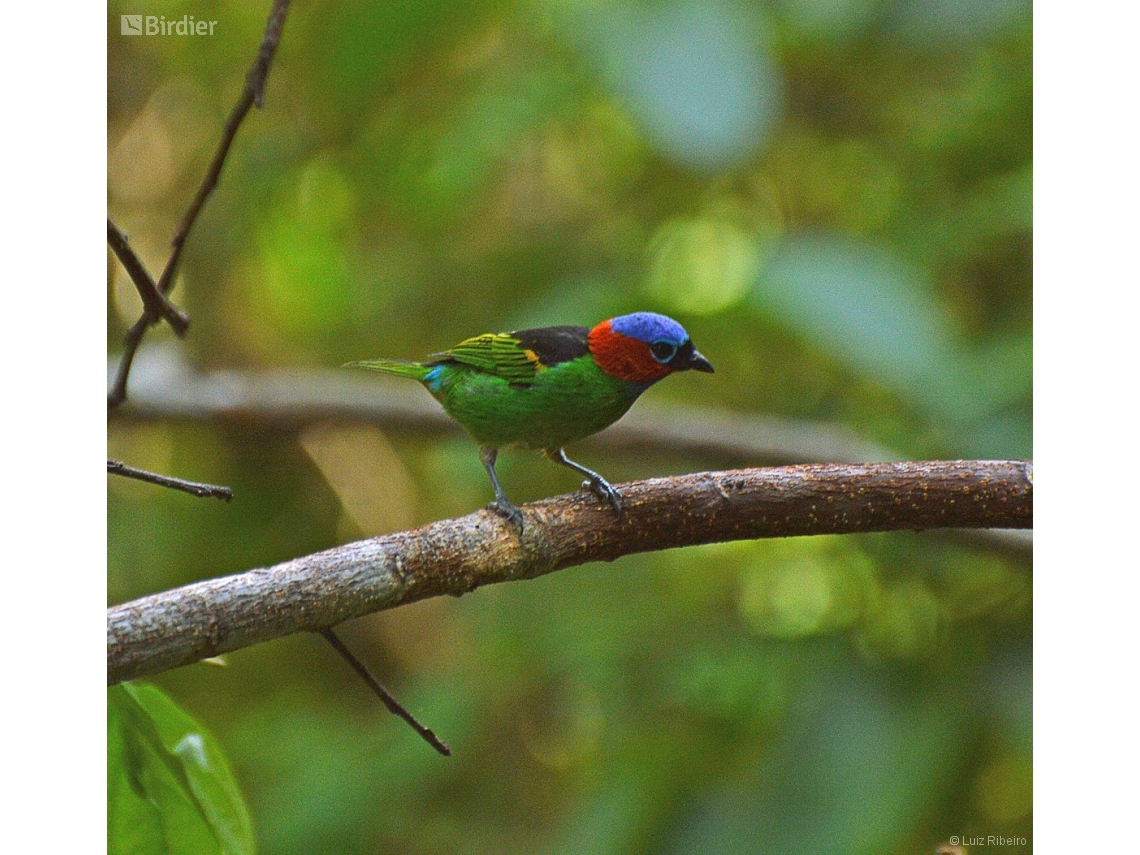 Tangara cyanocephala