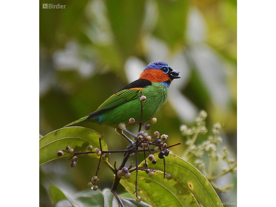 Tangara cyanocephala