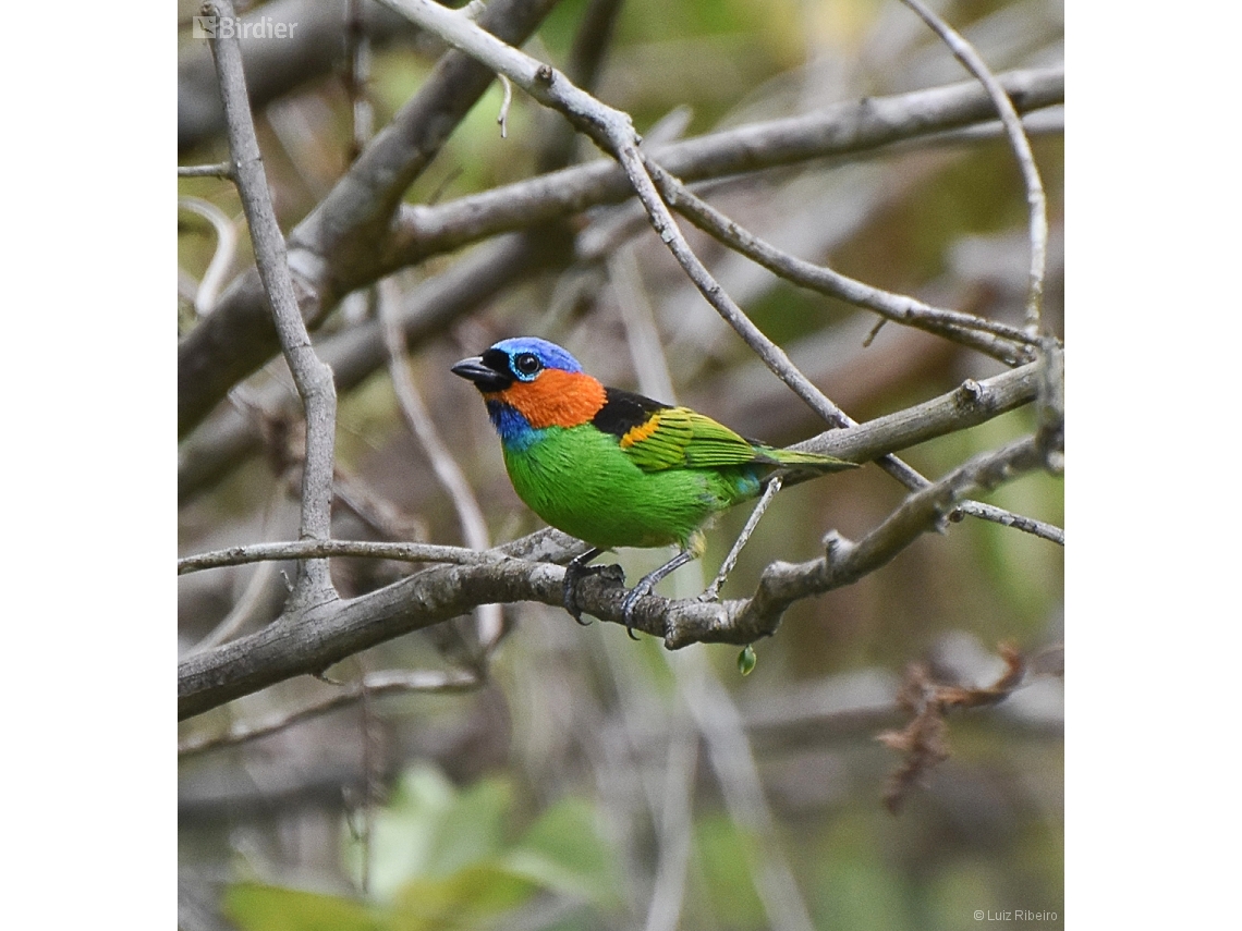 Tangara cyanocephala