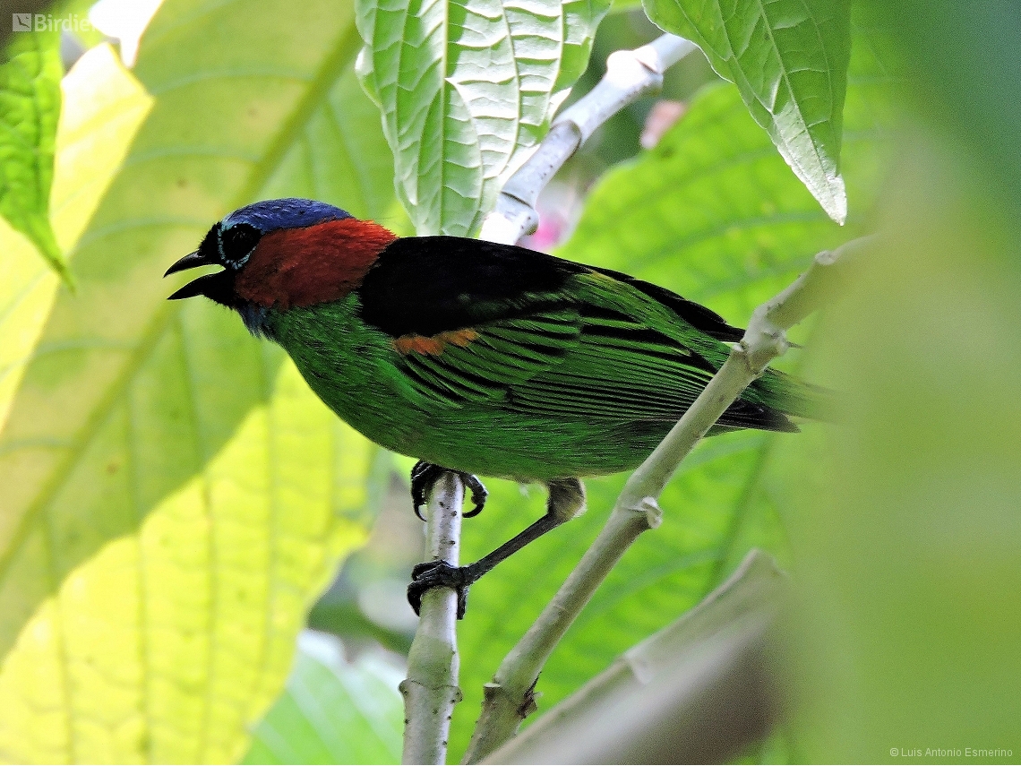 Tangara cyanocephala
