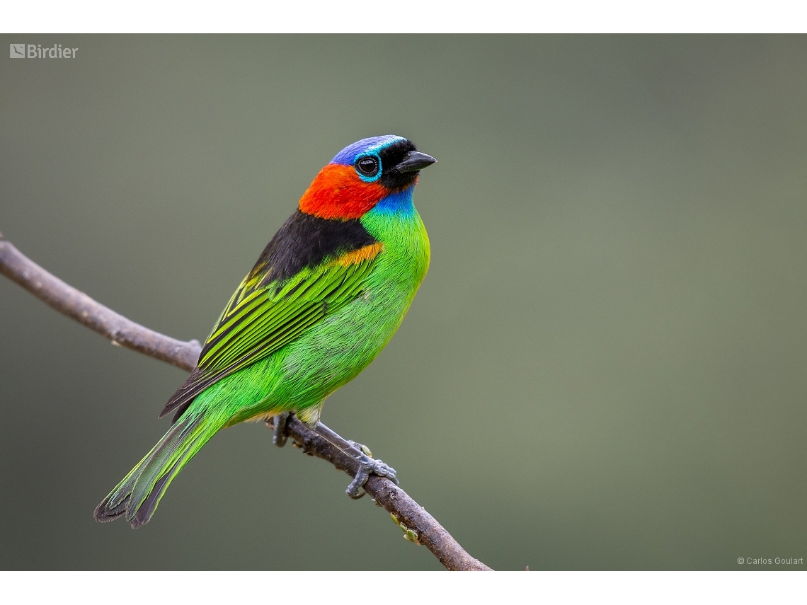 Tangara cyanocephala