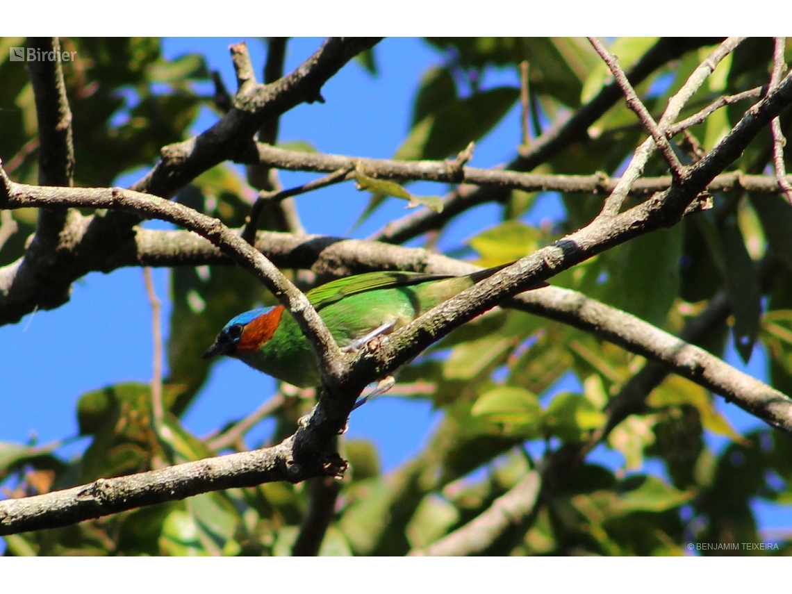 Tangara cyanocephala