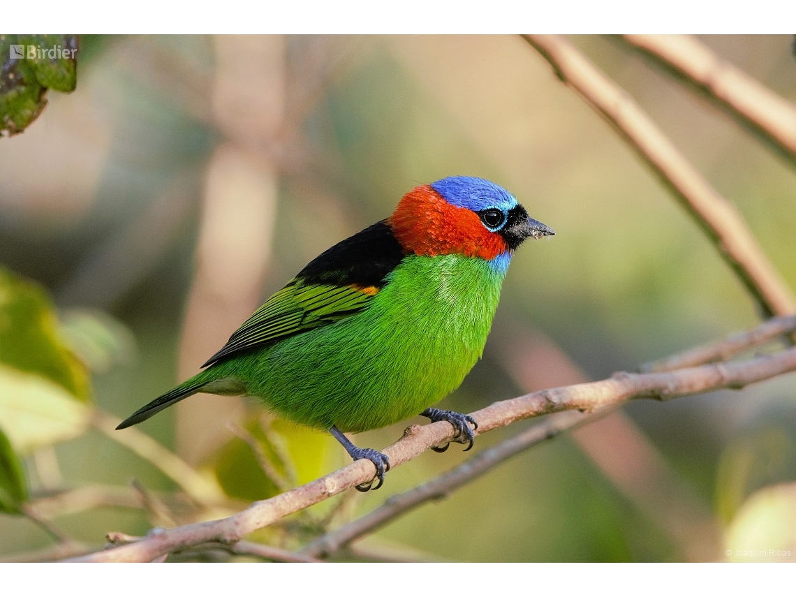 Tangara cyanocephala