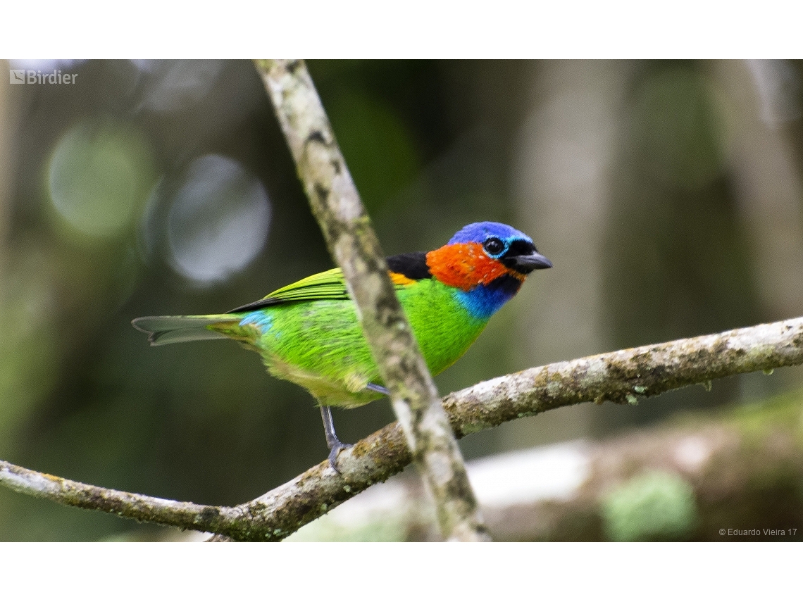 Tangara cyanocephala