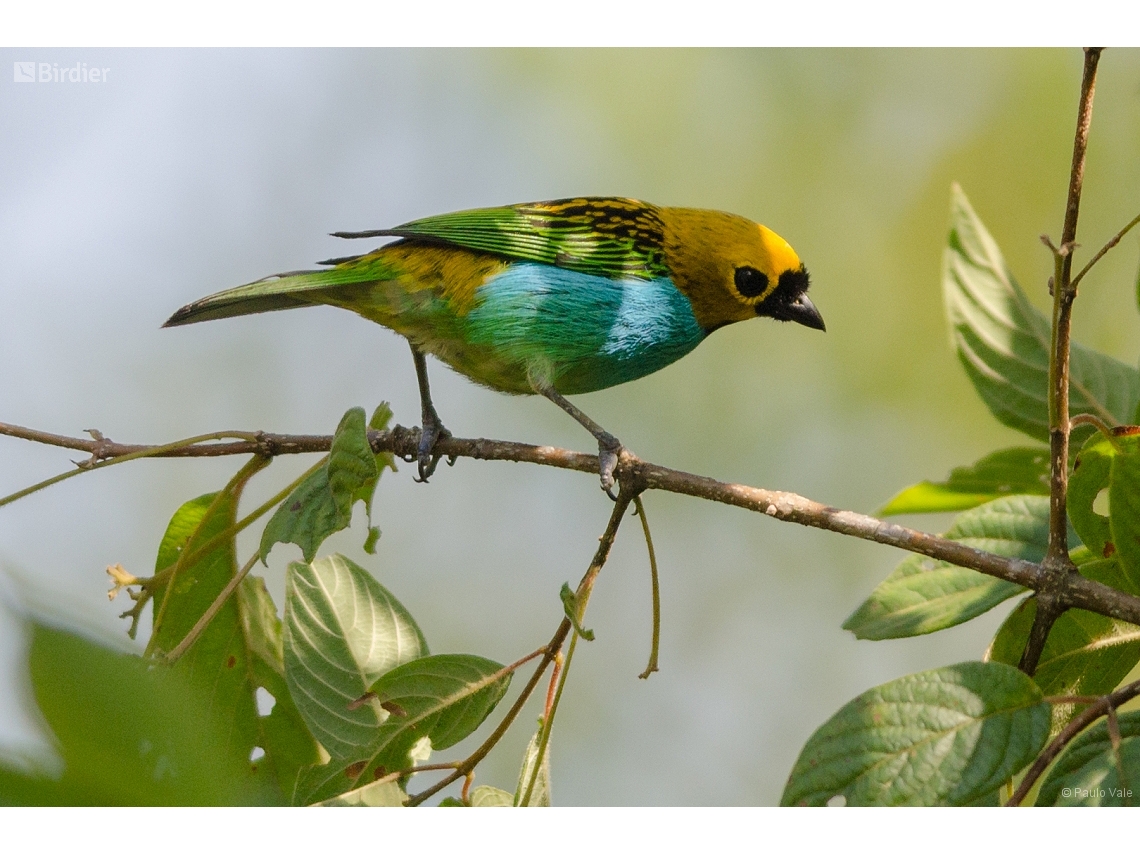 Tangara cyanoventris