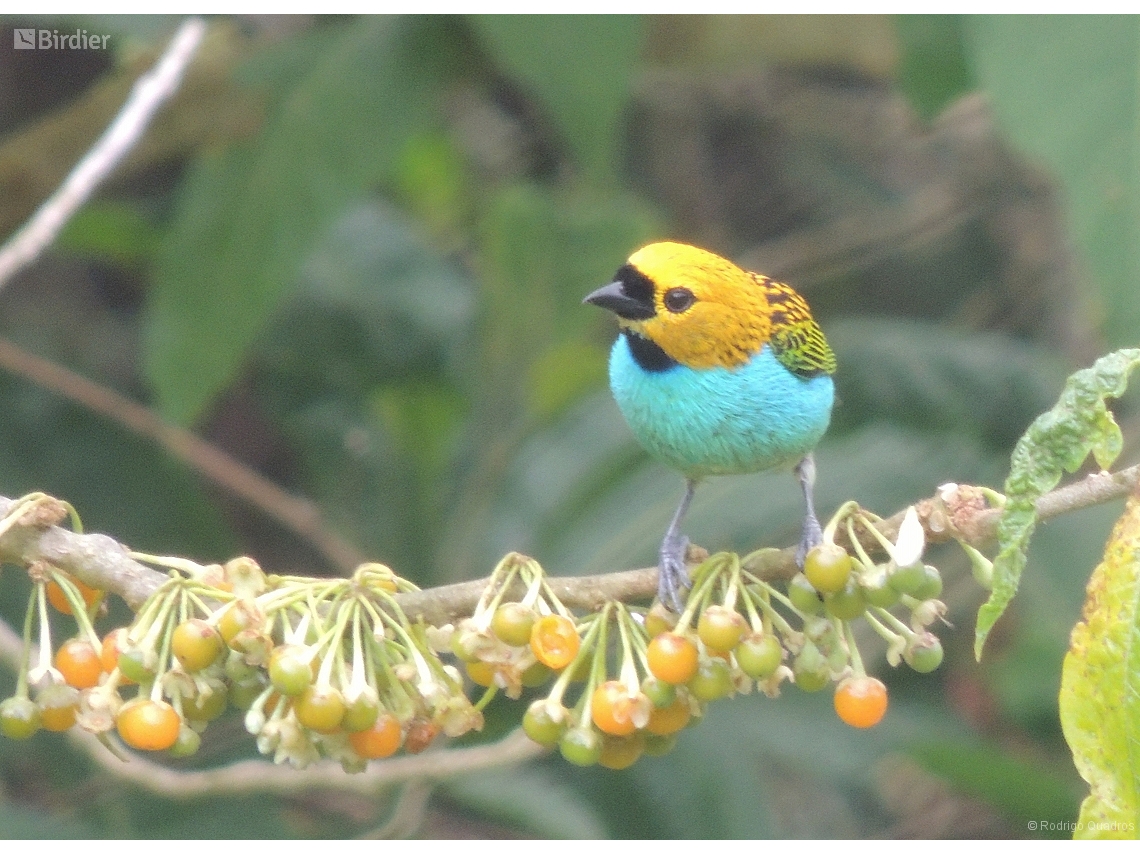 Tangara cyanoventris