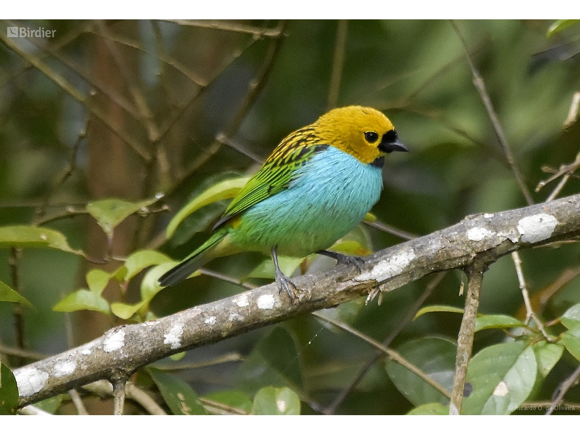 Tangara cyanoventris