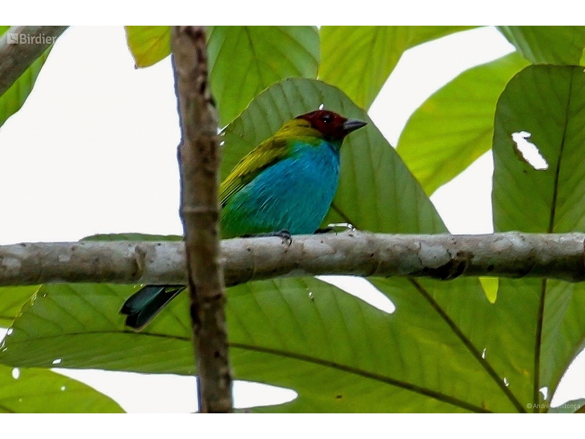 Tangara gyrola