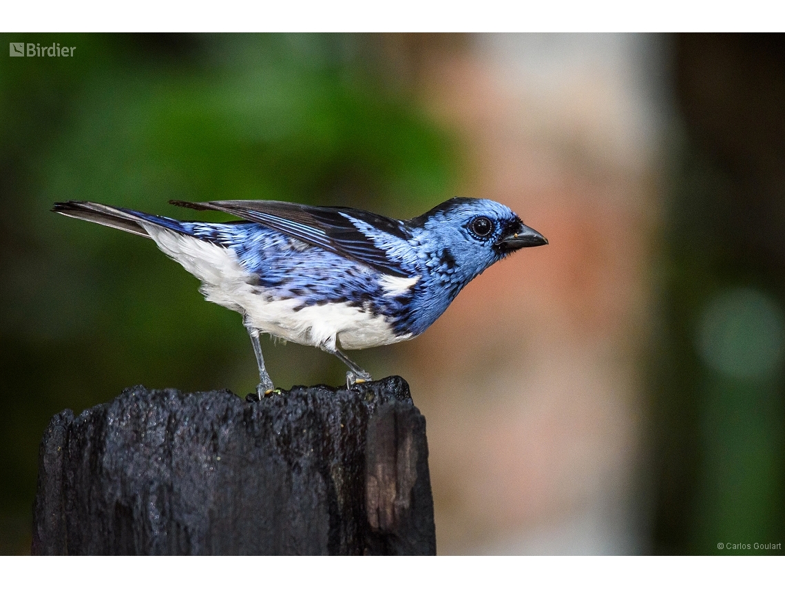 Tangara brasiliensis