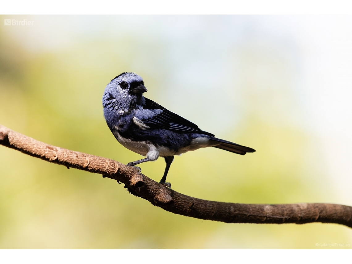 Tangara brasiliensis