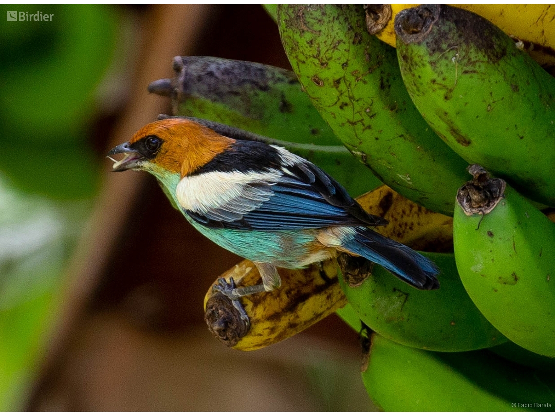 Stilpnia peruviana