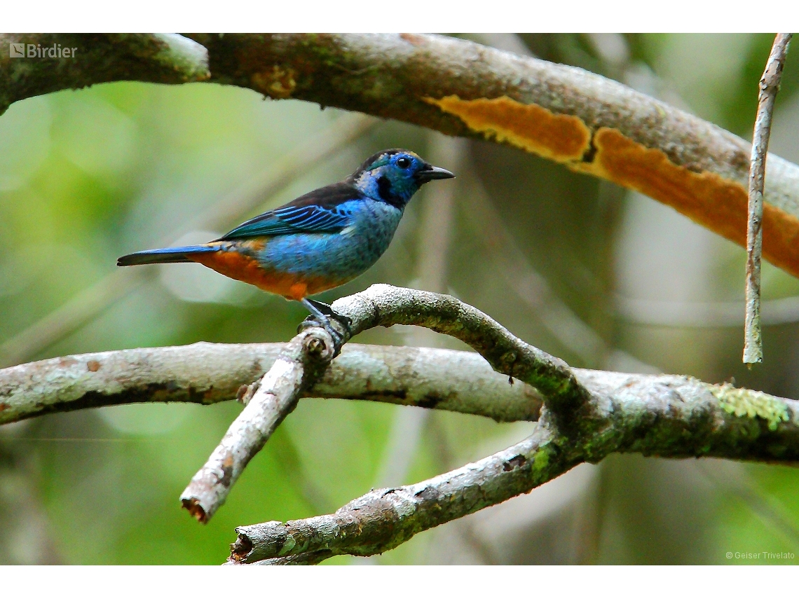Tangara cyanomelas
