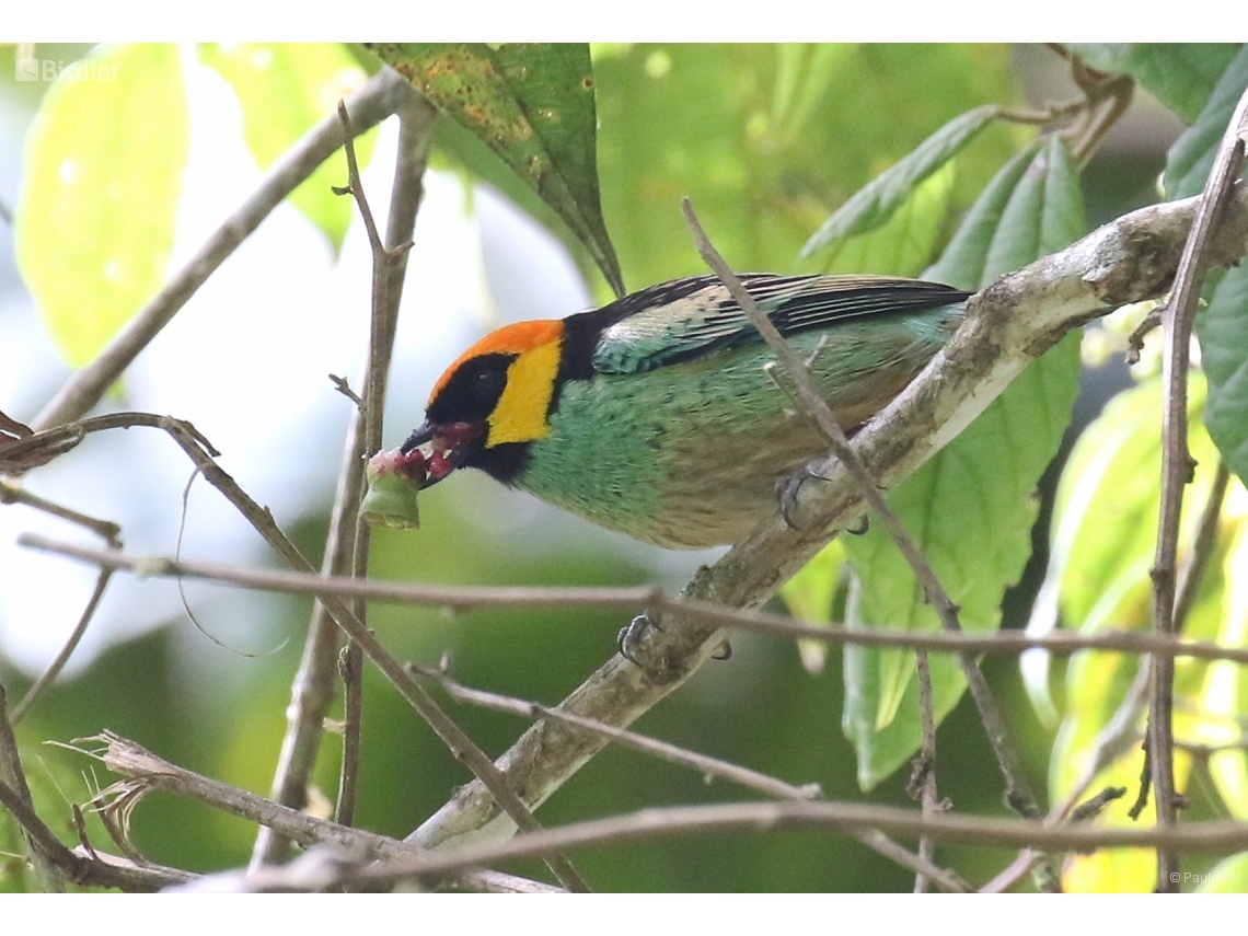 Tangara xanthocephala