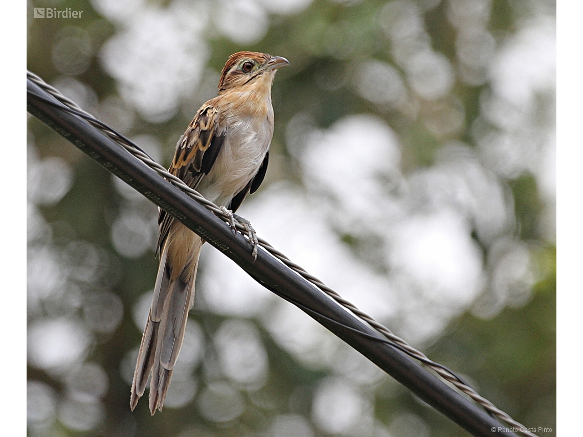 Tapera naevia