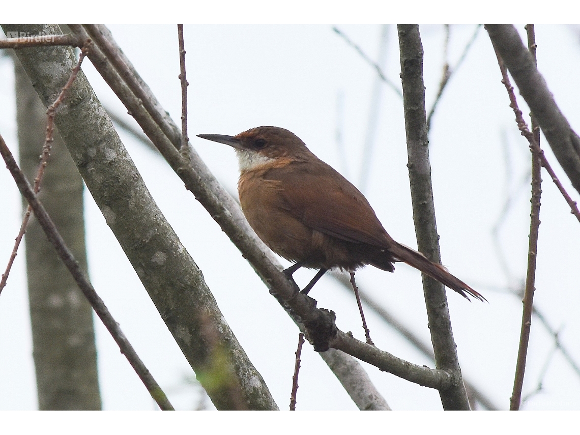 Tarphonomus certhioides