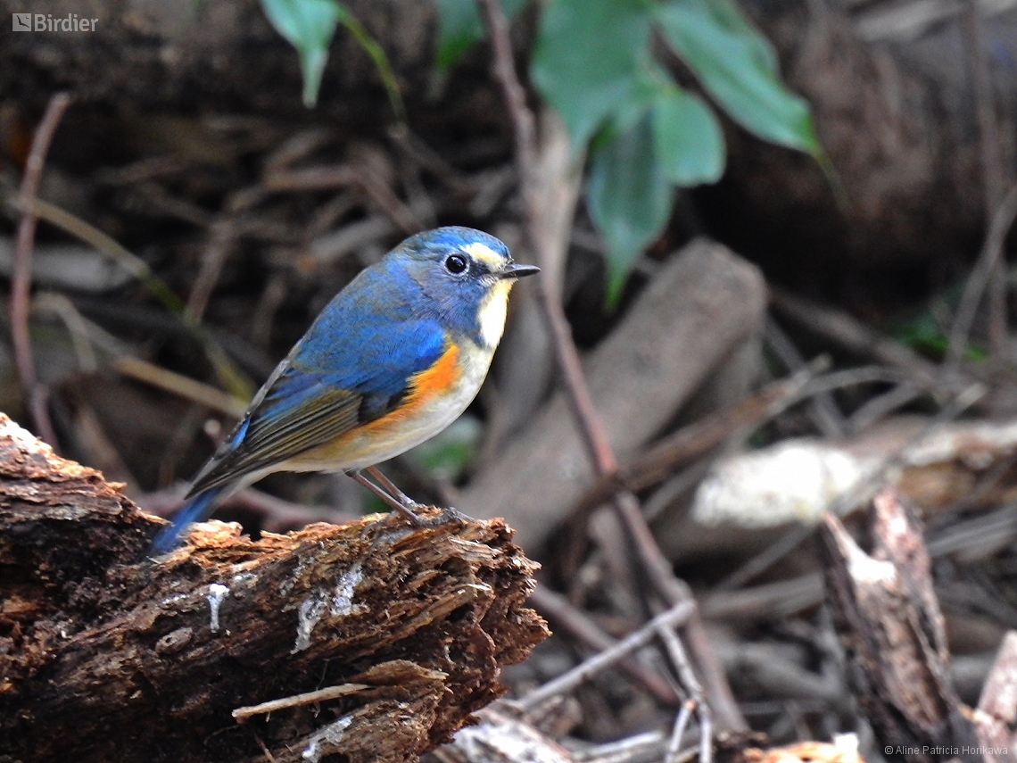 Tarsiger cyanurus