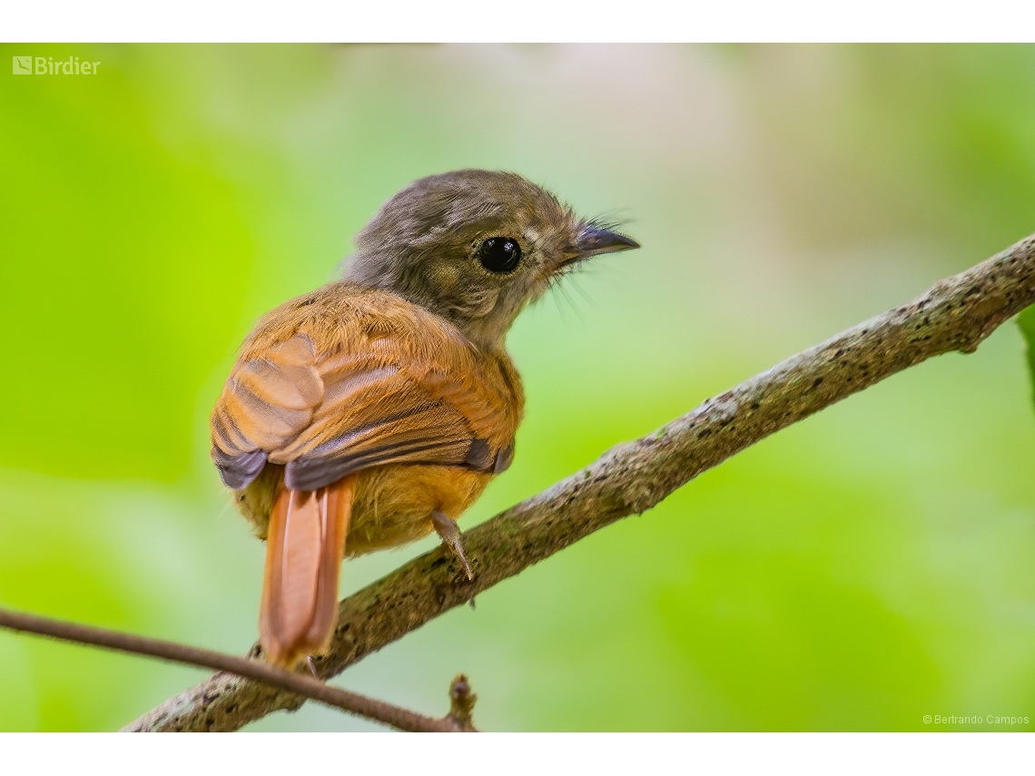 Terenotriccus erythrurus