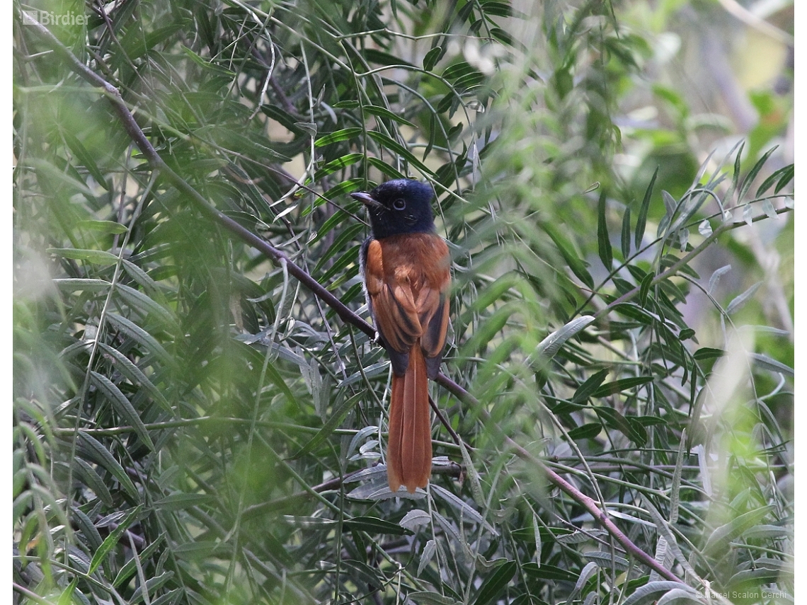 Terpsiphone viridis