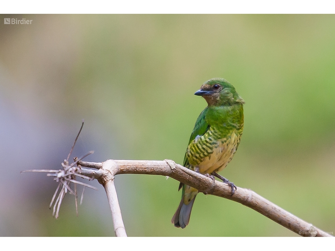 Tersina viridis