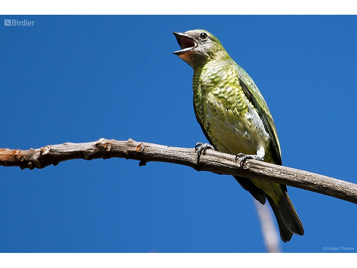 Tersina viridis