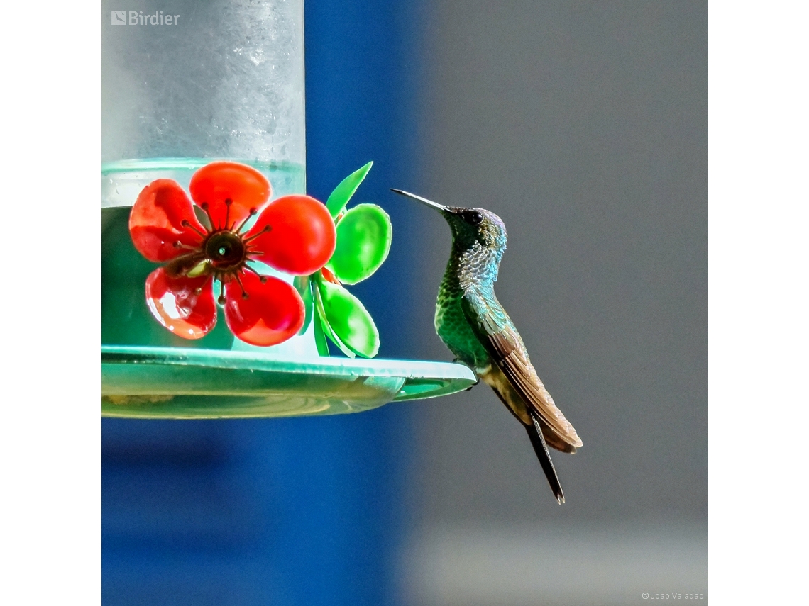 Thalurania glaucopis