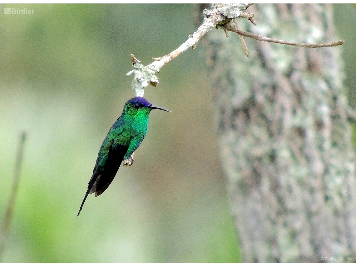 Thalurania glaucopis