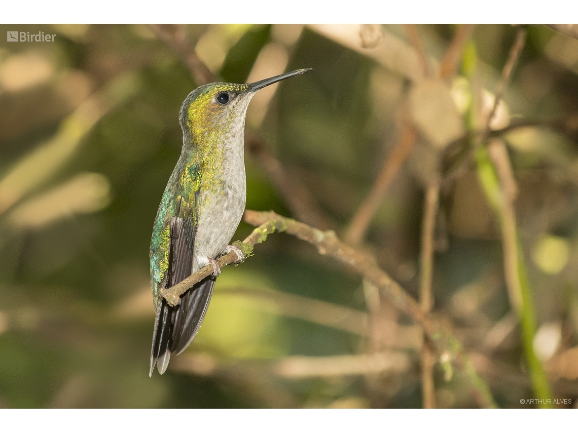 Thalurania glaucopis