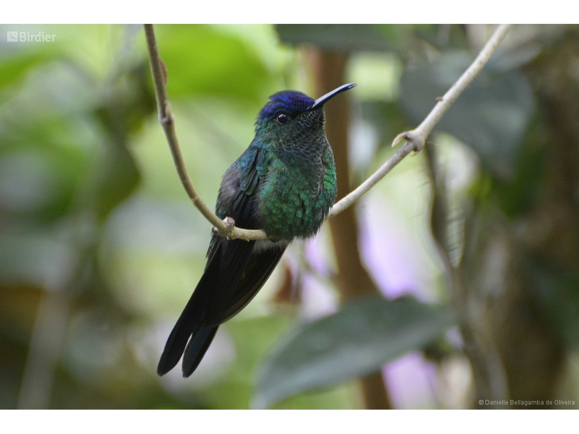 Thalurania glaucopis