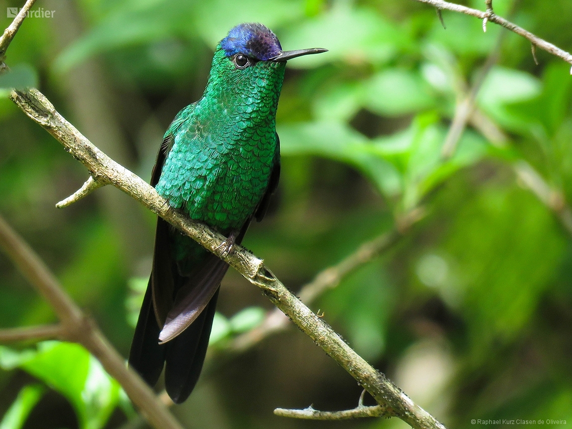Thalurania glaucopis