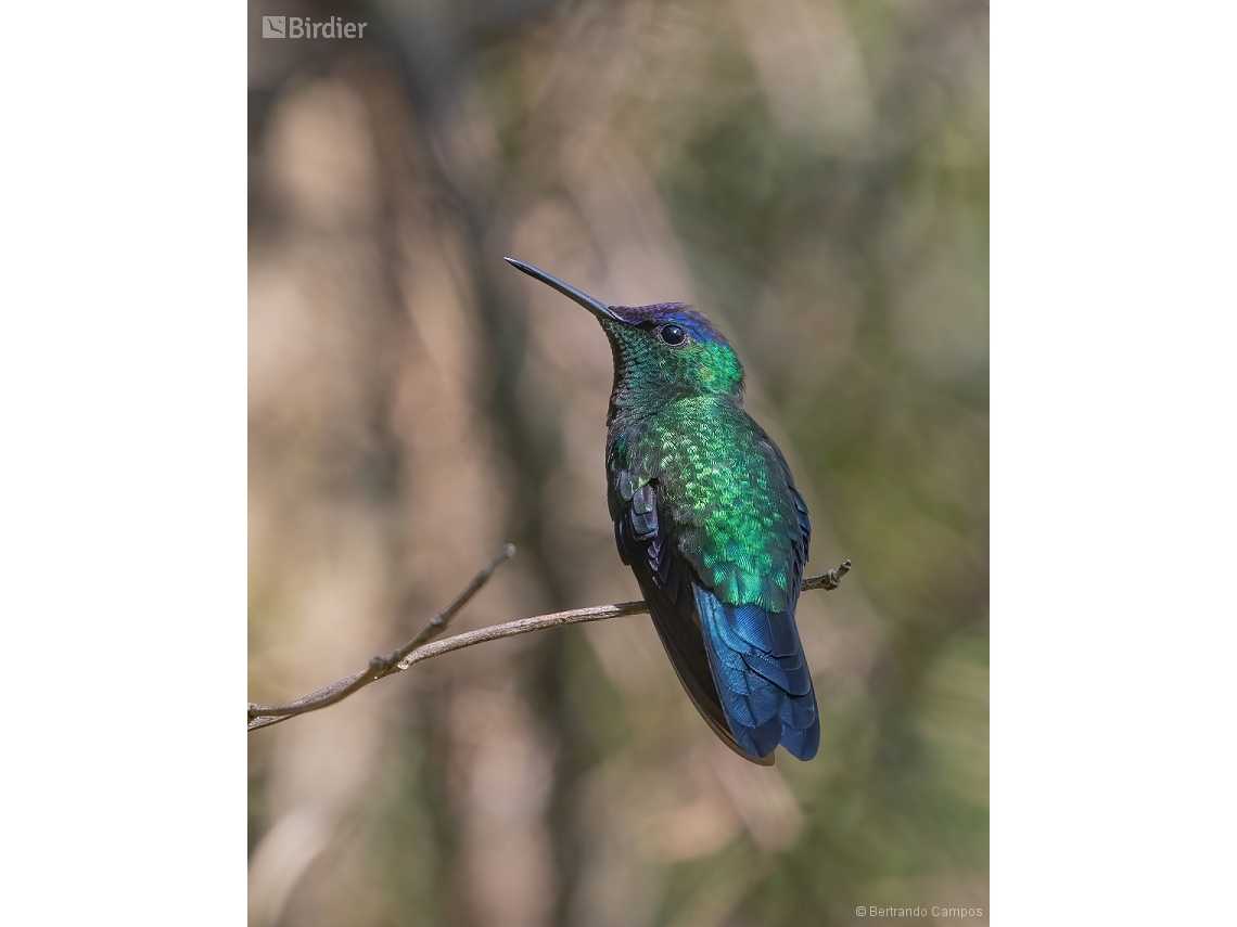 Thalurania glaucopis