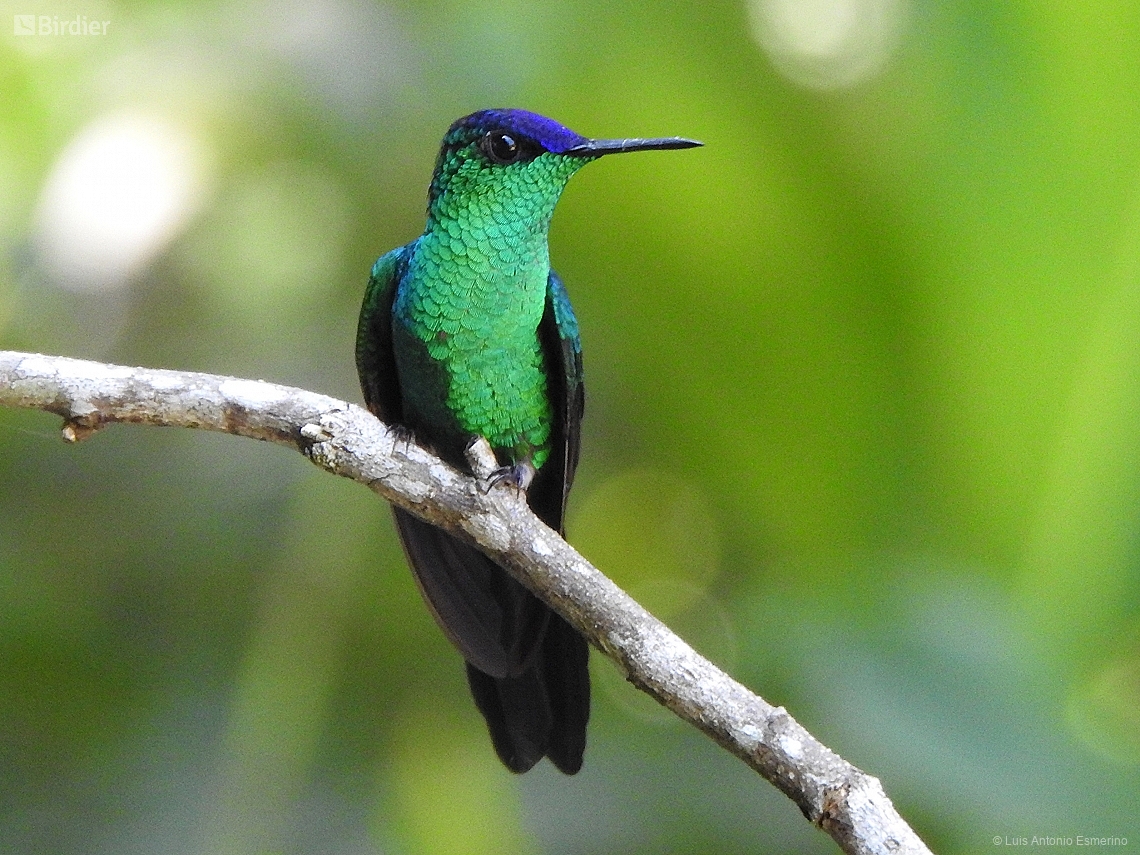 Thalurania glaucopis