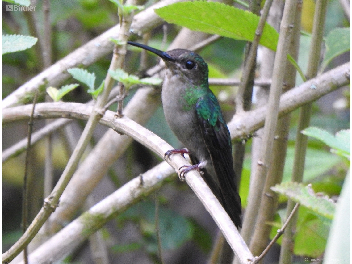 Thalurania glaucopis