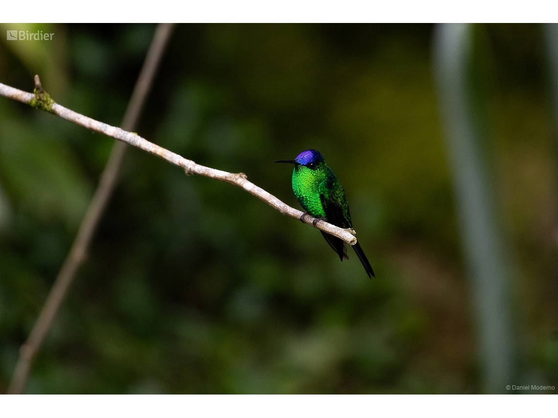 Thalurania glaucopis