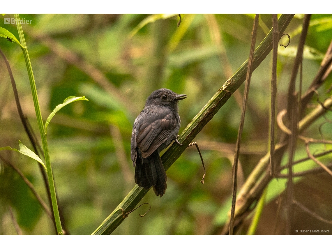 Thamnomanes ardesiacus