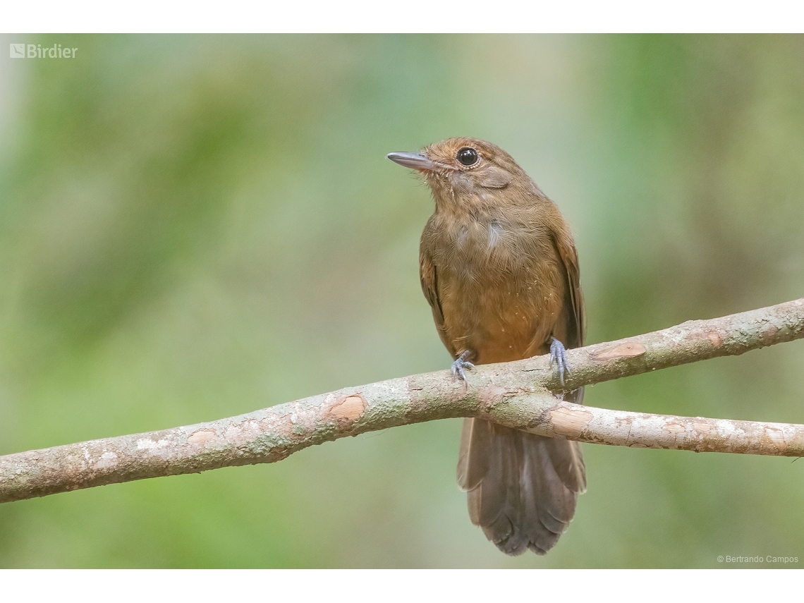 Thamnomanes caesius