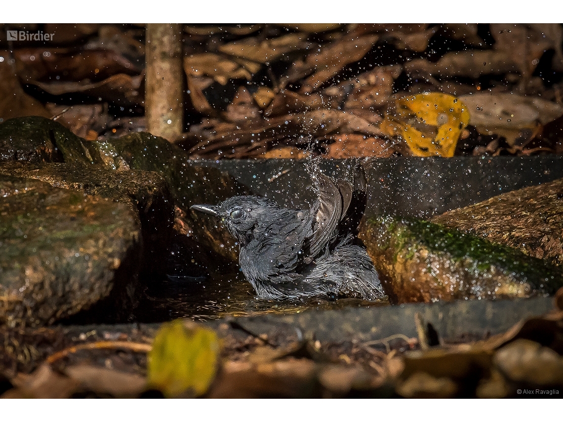Thamnomanes saturninus