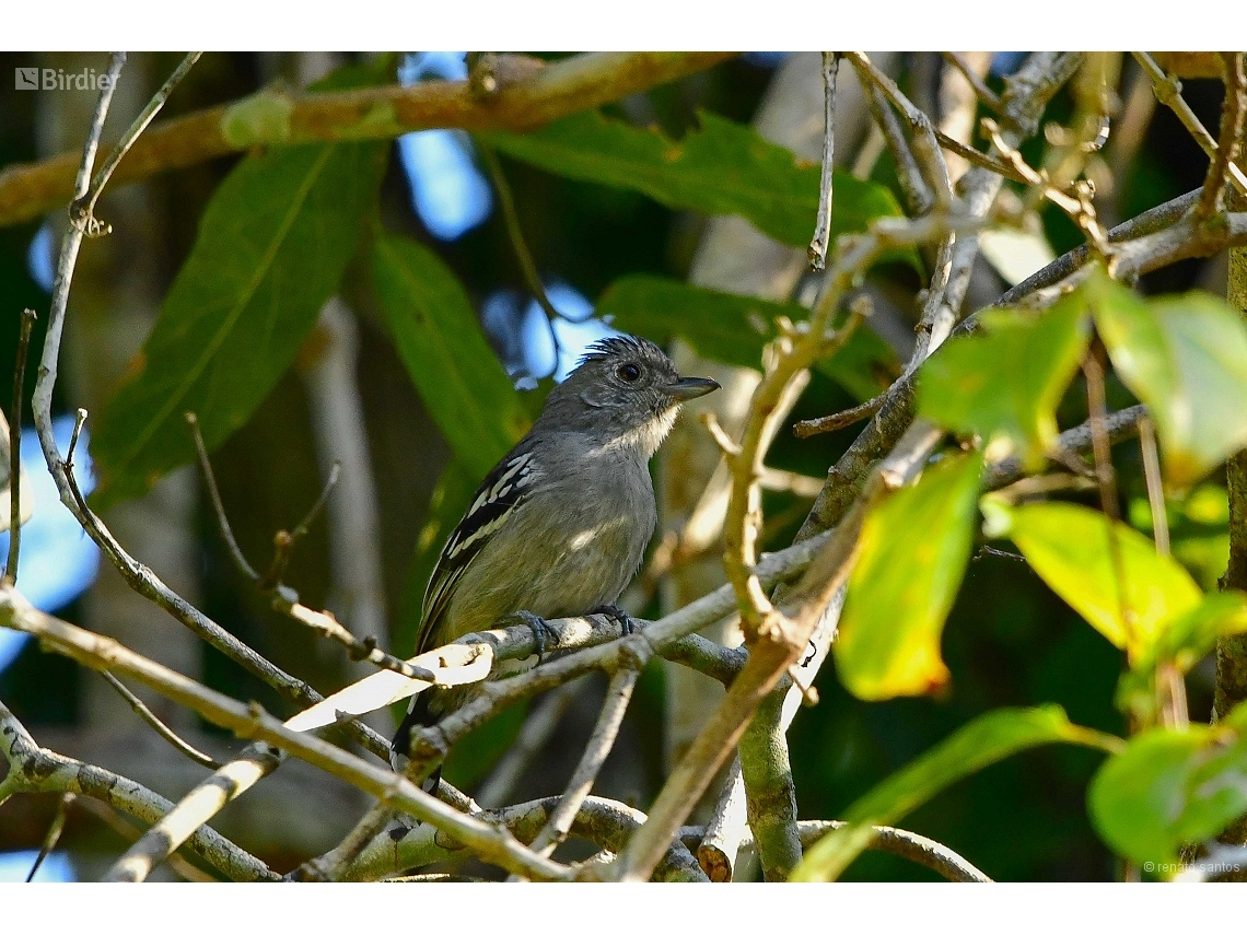 Thamnophilus ambiguus