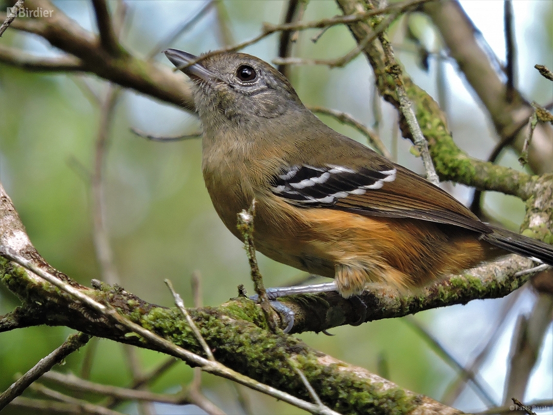 Thamnophilus caerulescens