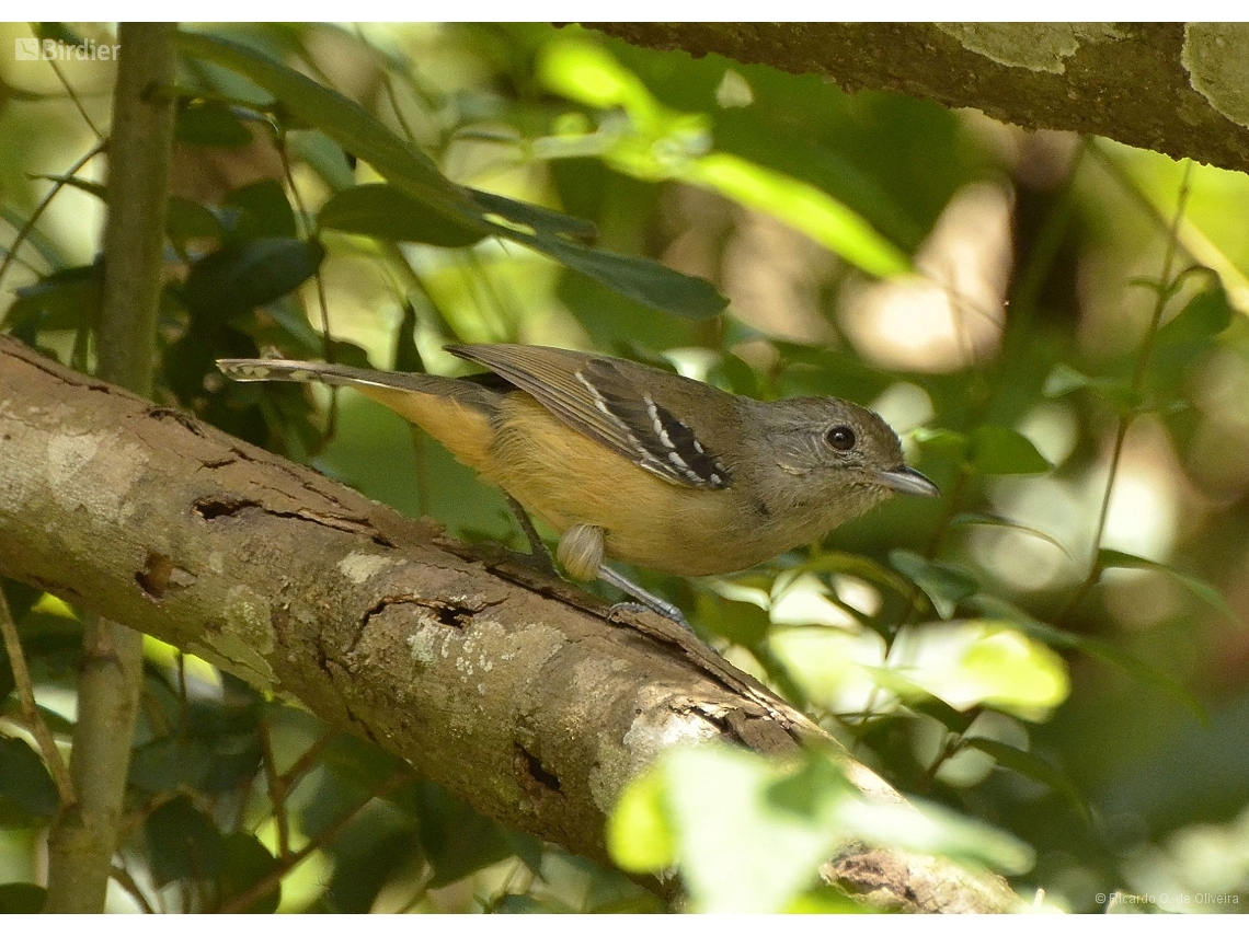 Thamnophilus caerulescens
