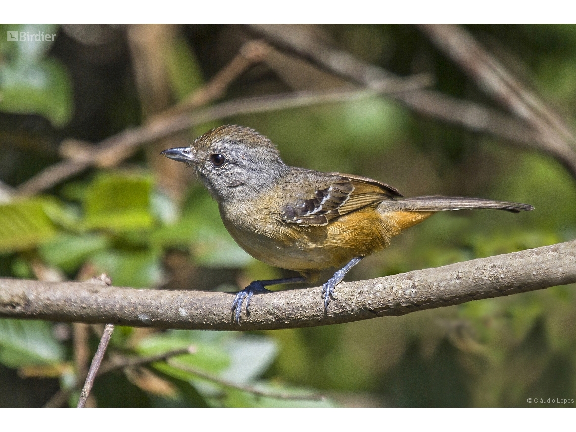Thamnophilus caerulescens