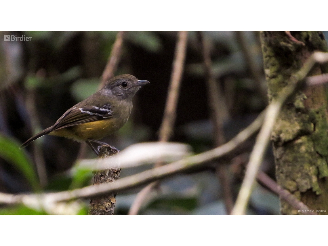 Thamnophilus caerulescens