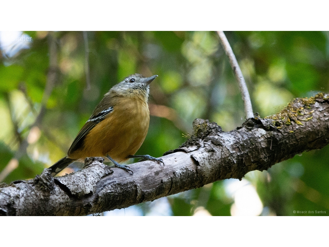 Thamnophilus caerulescens