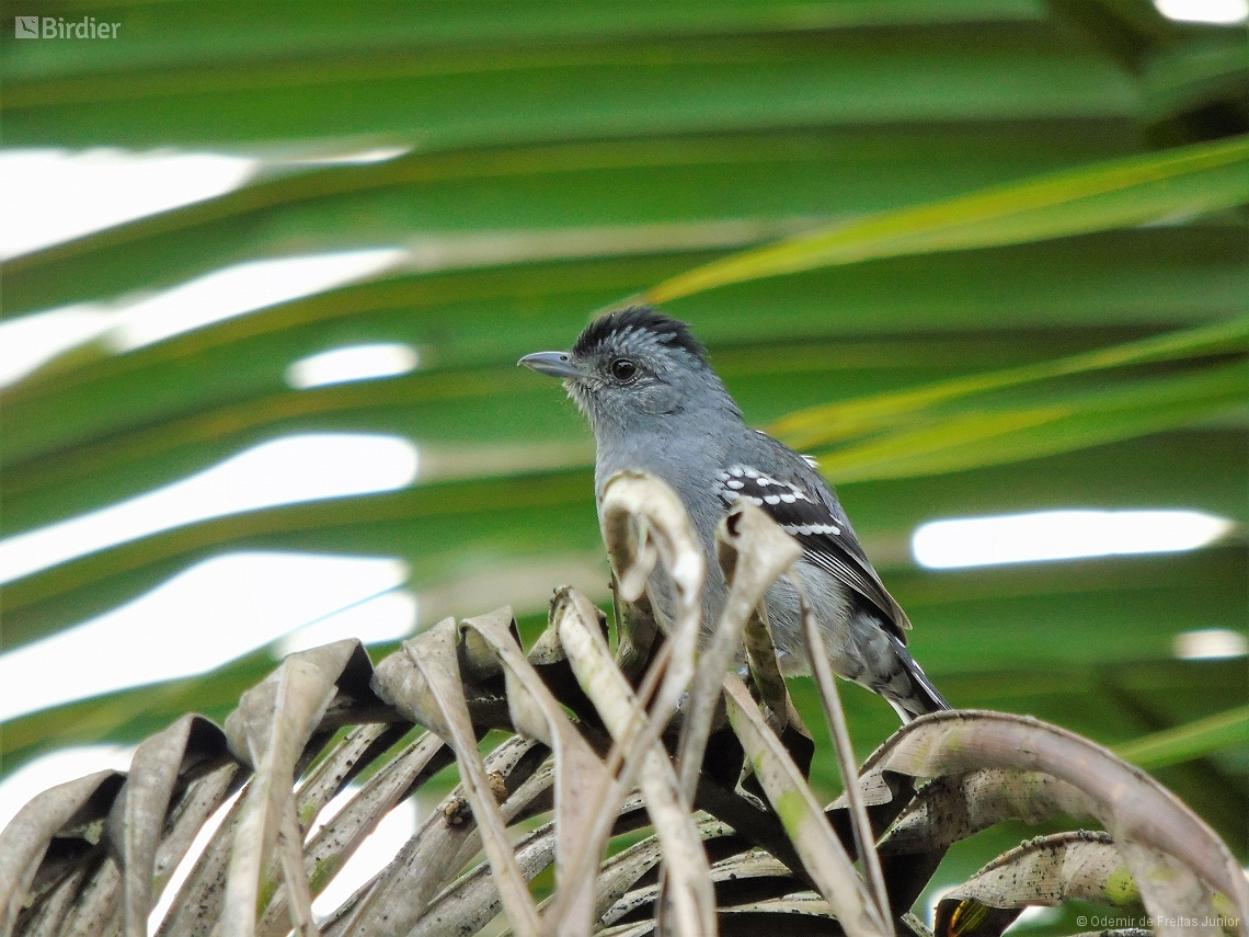Thamnophilus caerulescens